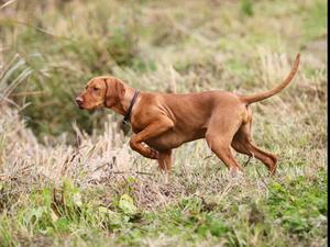 Isla hunting