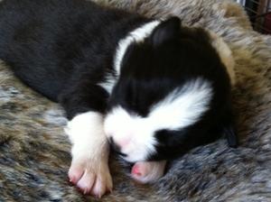 boy pup 14 days old