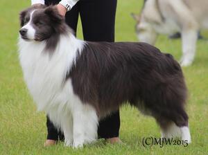 Bordadale Blue Savannah