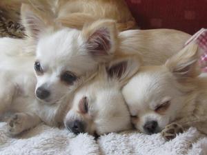 Lily(left) and friends