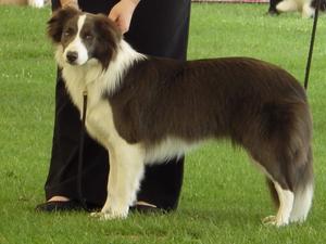 Saffy age 8 months