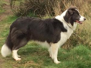 Saffy on a walk
