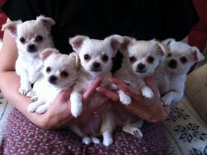 All the pups (Lexi 2nd from right)
