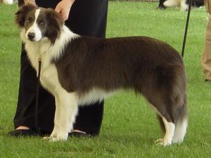 Saffy