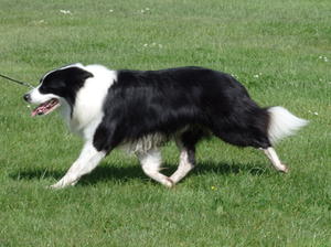 Milo on the move