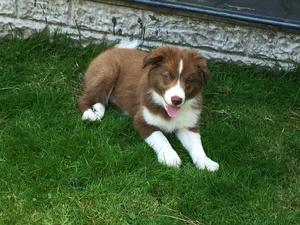 Archie
