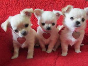 puppys 7 weeks