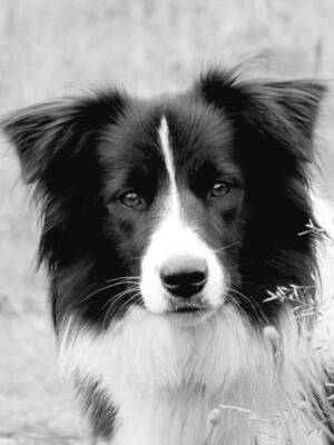 Indi 15 months