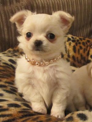 pup age 6 weeks