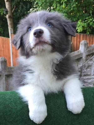 Available boy8 weeks
