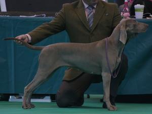 Katie, 1st Junior Bitch Crufts 2012