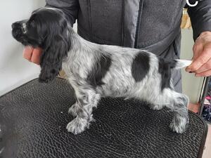 One of the male puppies in the litter