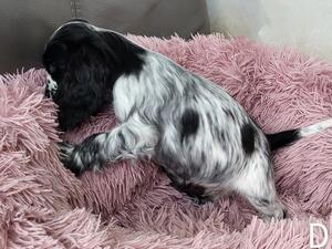 One of the male puppies in the litter