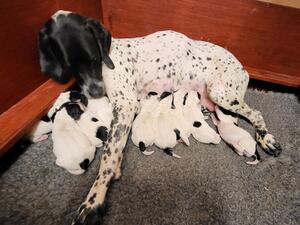Freyja with newborns