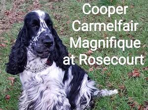 Cooper