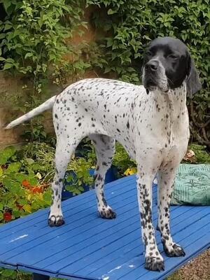 Mum, Freyja Carmelfair Bellissima