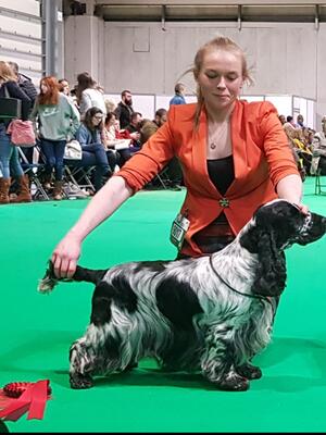 Show Champion Carmelfair Magnifique at Rosecourt