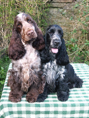 Poppy and her half brother, Jangle
