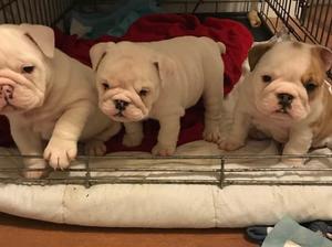 3 lovely girls