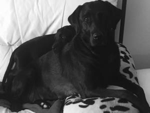 Glenhugo Black Beauty and her pup