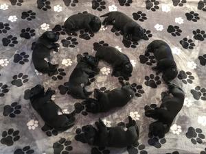 Glenhugo Black Beauty litter