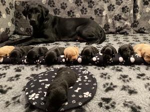 Mum and Pups