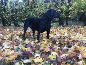 Glenhugo Black Beauty