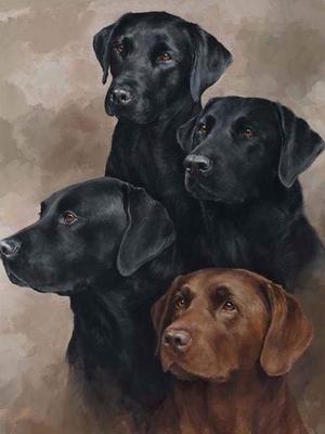 Glenhugo Labradors