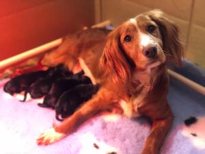 Working cocker spaniel puppies