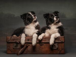 Guess and her brother Quest