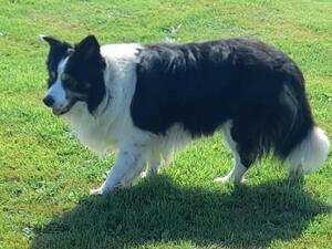 Max - Sire - Dad to our new litter