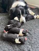 border collie puppies champdogs