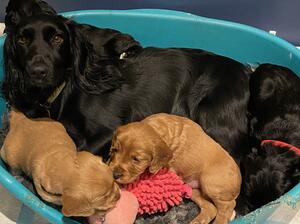 Litter born 2020