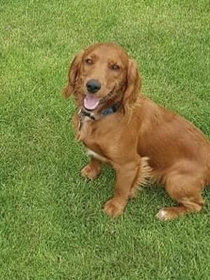 Ellenguy Django, ,available for stud