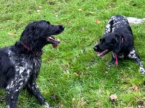 Otta and Otto