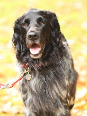 Otto (stud)