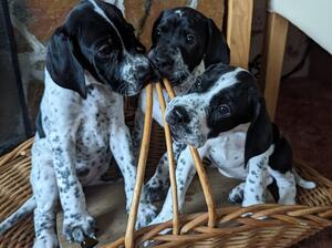 Girls puppies
