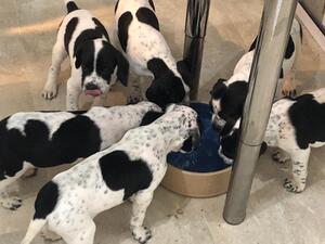 Puppies