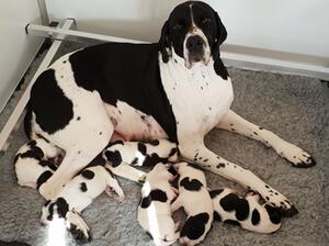 Nancy and puppies