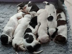 Puppies 2