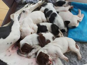 Puppies 1
