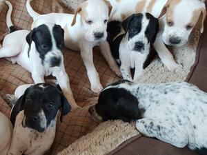 puppies