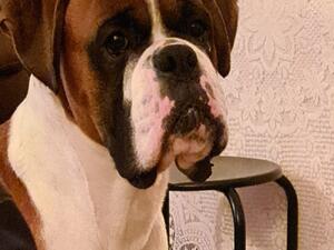 Carlo Head Shot