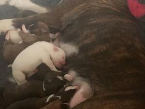 Pups with mum