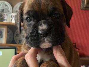 Male Puppy
