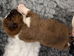 One of the pups 5 days old.