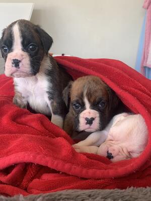 Two flashy brindle and a white puppies