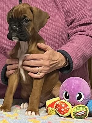 Plain male 1 available