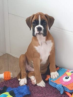 Typical pup sired by CH Lottalove for N B