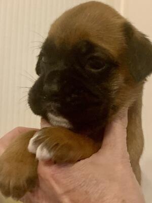 Male Puppy